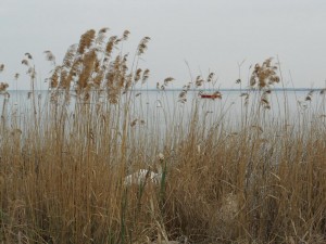 Gardasee Lago di Garda Schwan