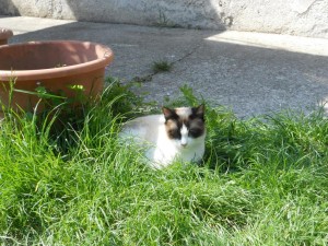 Italien Gardasee Katze Natur