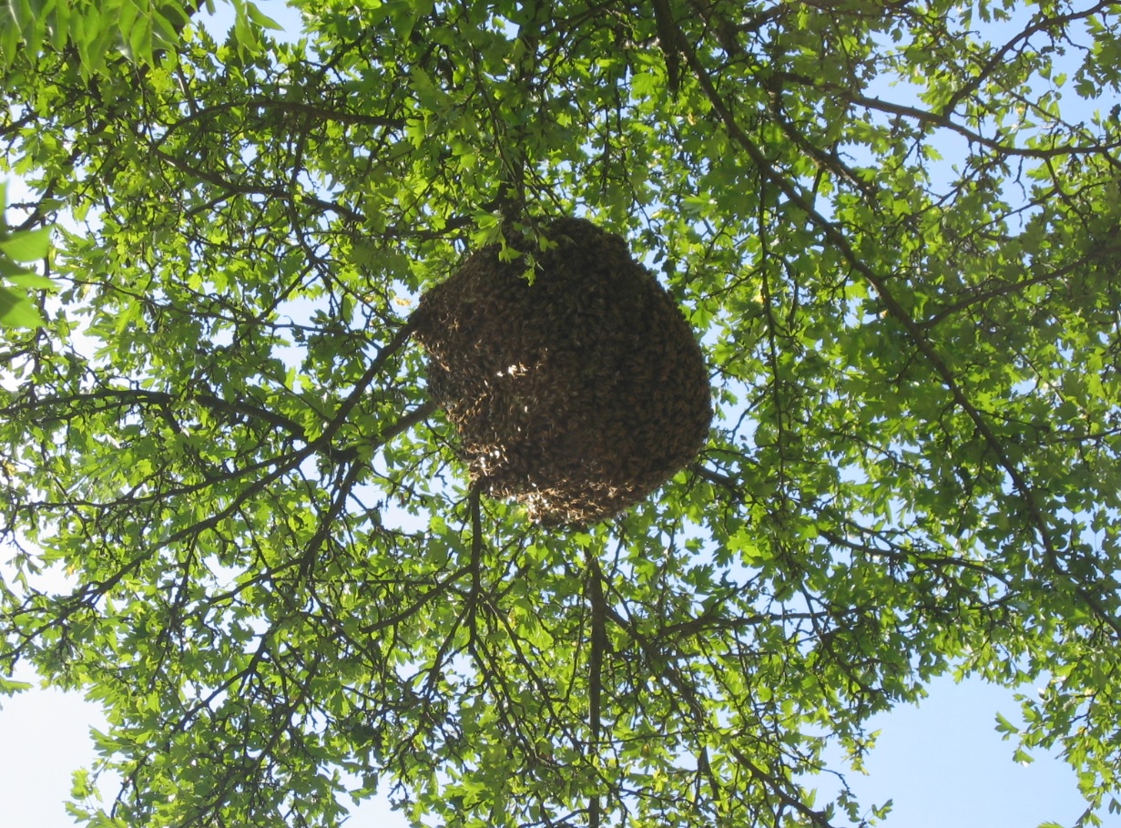 Bienen am Gardasee